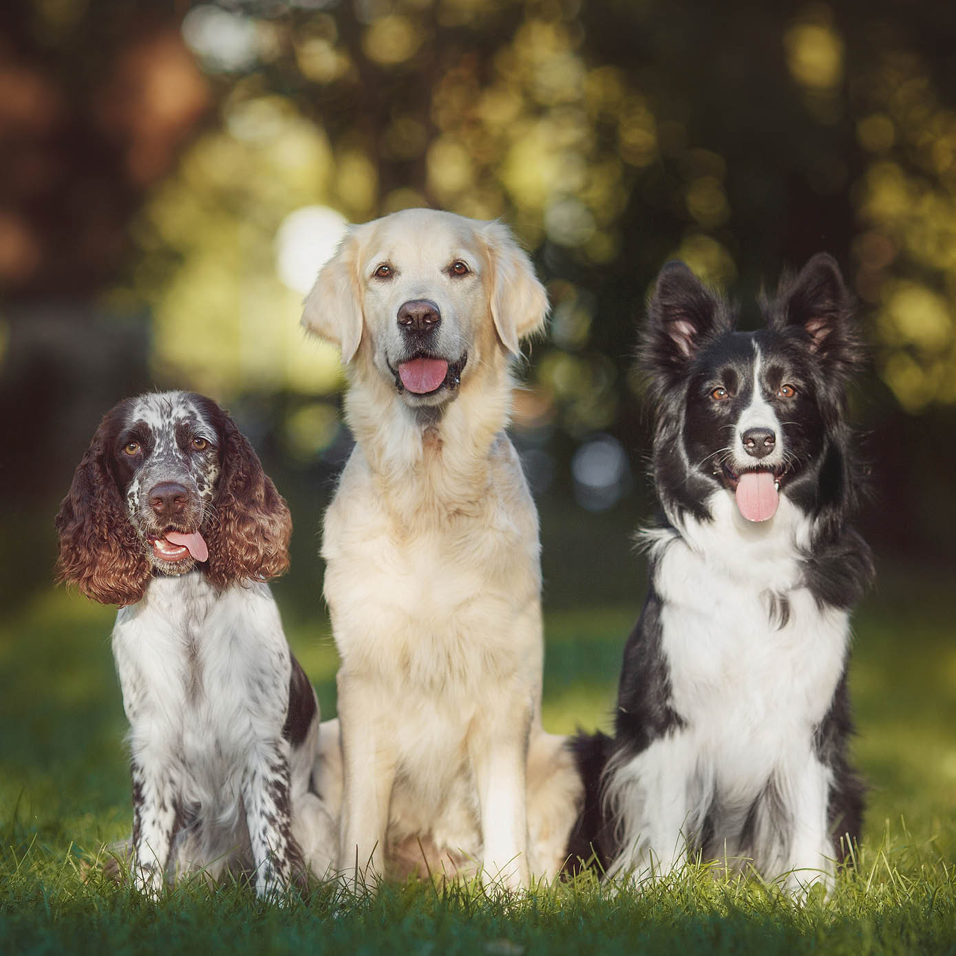 Races de chiens